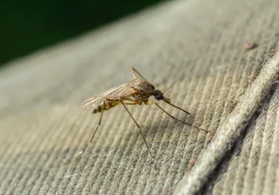 Image of a common mosquito.