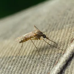Image of a common mosquito.