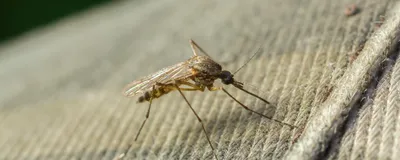 Image of a common mosquito.