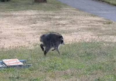 Jimothy, the raccoon with a short spine, scampers across the grass in Seattle.