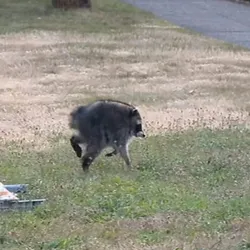 Jimothy, the raccoon with a short spine, scampers across the grass in Seattle.