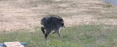 Jimothy, the raccoon with a short spine, scampers across the grass in Seattle.