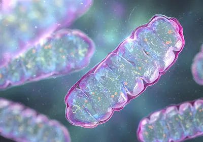 A 3D computer illustration of a mitochondrion