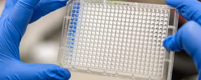 Scientist holding a clear 384-well PCR microplate in a laboratory
