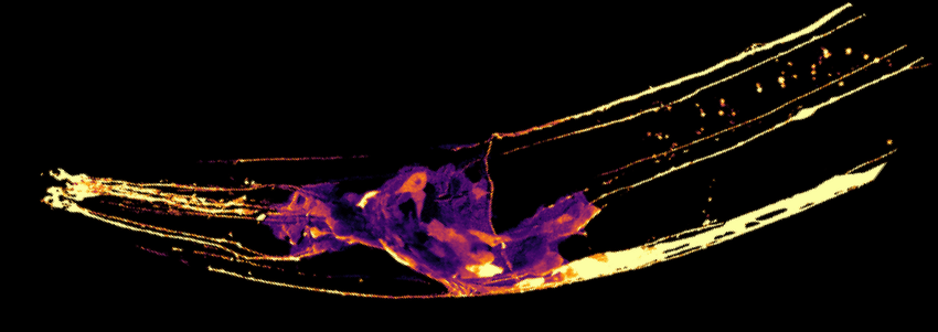A C. elegans worm in which a fluorescent biosensor is highlighted. A C. elegans worm in which a fluorescent biosensor is highlighted.