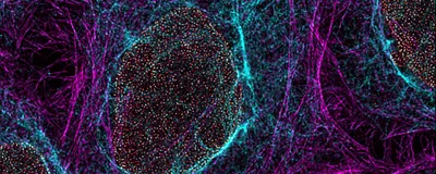 Multicolor super-resolution microscopy image showing cellular structures within fixed cells.
