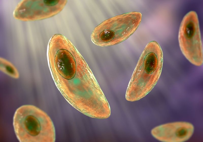 Key Protein Helps Toxoplasma Parasite Thrive in a Crowd