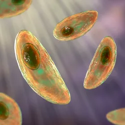 Individual toxoplasma parasites are shown in brown and green over a purple background.