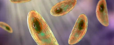 Individual toxoplasma parasites are shown in brown and green over a purple background.