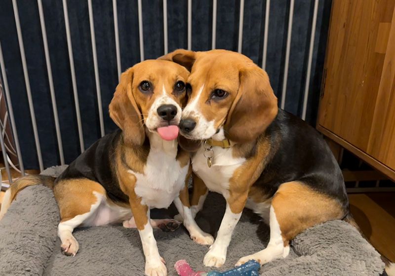 CRISPR Gene Editing Creates Hypoallergenic Dogs