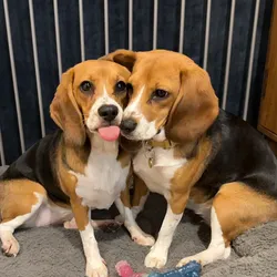 Alfie and Bailey, two beagle puppies, sit next to each other on a gray dog bed indoors.