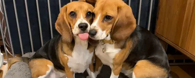 Alfie and Bailey, two beagle puppies, sit next to each other on a gray dog bed indoors.