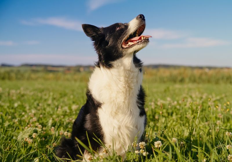 How Being Man's Best Friend Has Shaped Dogs' Brains