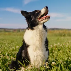 A black and white dog sitting in a field. 