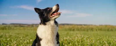A black and white dog sitting in a field. 