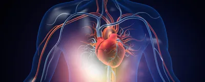 3D illustration of human heart with blood vessels, signifying vascular digital twins.