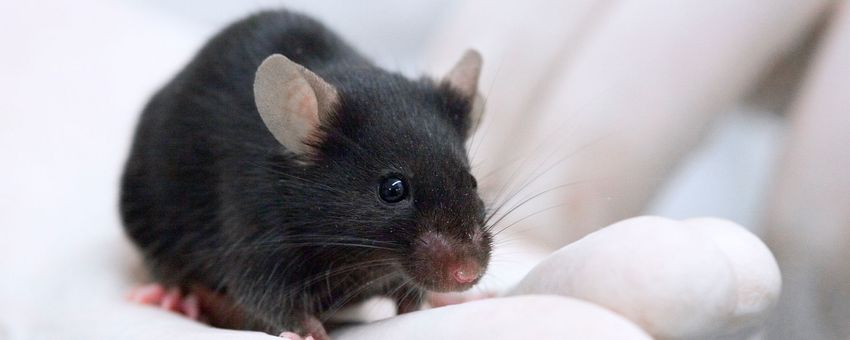 Laboratory mouse held in a researcher’s gloved hand.