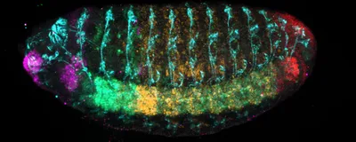 Fluorescent microscopy of a fly embryo stained with five antibodies. Along the bottom, from left to right, the following colors appear representing unique homeobox (Hox) proteins: Magenta, Green, Yellow, and Red. Vertical cyan stripes appear above this line of colors, and in the middle of the embryo behind these strips is orange staining. 