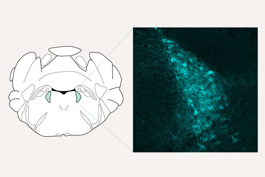 A cluster of nerve cells (cyan, right) in the mouse brain (cyan, left) play a role in both pain relief and the generation of chronic pain. A cluster of nerve cells (cyan, right) in the mouse brain (cyan, left) play a role in both pain relief and the generation of chronic pain.