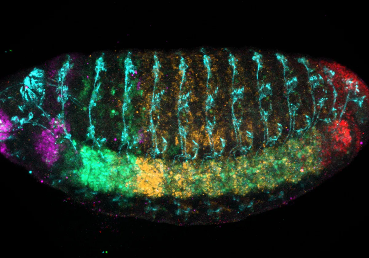 Fluorescent microscopy of a fly embryo stained with five antibodies. Along the bottom, from left to right, the following colors appear representing unique homeobox (Hox) proteins: Magenta, Green, Yellow, and Red. Vertical cyan stripes appear above this line of colors, and in the middle of the embryo behind these strips is orange staining. 