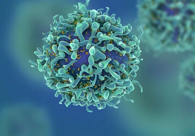 A dark blue T cell with light blue and yellow structures on its surface, signifying T cells that defy epigenetic aging.