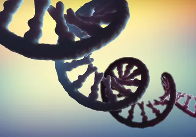 A single-stranded mRNA molecule is shown in dark blue.