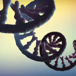 A single-stranded mRNA molecule is shown in dark blue.