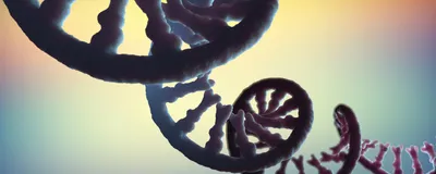 A single-stranded mRNA molecule is shown in dark blue.