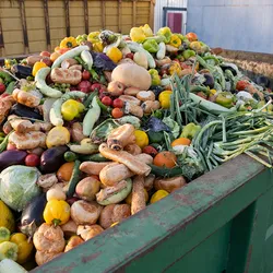 A dumpster full of expired fruit and vegetables.