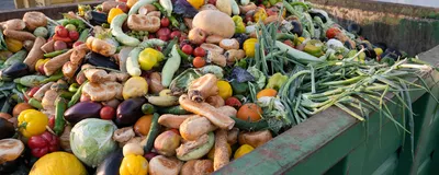 A dumpster full of expired fruit and vegetables.