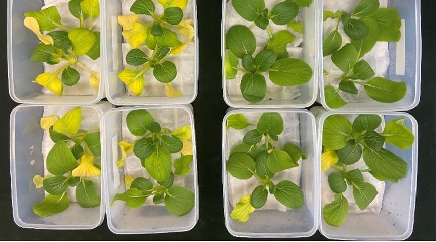 Containers holding leafy vegetables. The ones on the left have yellow and green leaves. The ones on the right have green leaves.