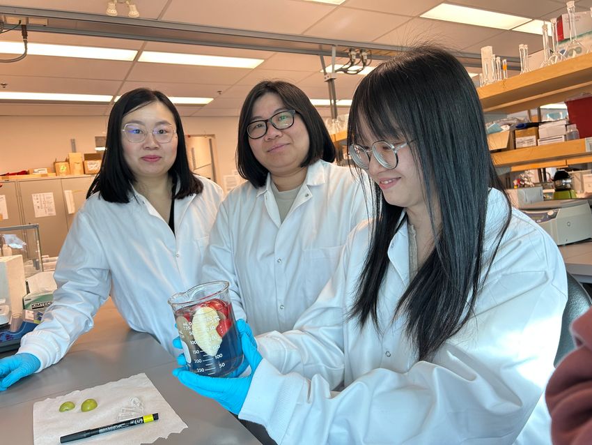 Three women wearing laboratory coats are in a laboratory. One of them holds a glass container with apples. Three women wearing laboratory coats are in a laboratory. One of them holds a glass container with apples.