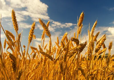Golden wheat stalks, which are a type of grass, stand ready for harvest against a blue sky with white clouds.