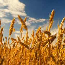 Golden wheat stalks, which are a type of grass, stand ready for harvest against a blue sky with white clouds.