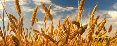Golden wheat stalks, which are a type of grass, stand ready for harvest against a blue sky with white clouds.