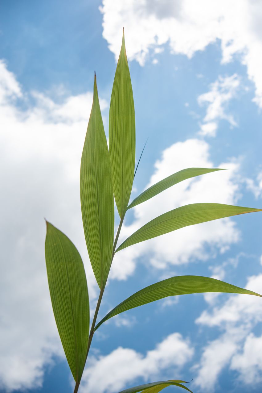 Green leaves of the non-grass plant Joinvillea ascendens are shown against the bright blue sky.