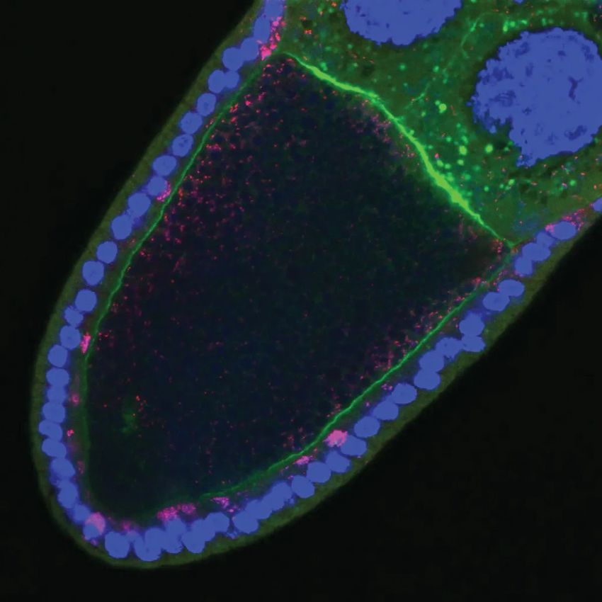 Microscopy image of a fruit fly oocyte (green, blue) infected with Wolbachia (red).