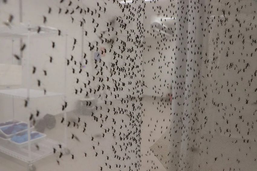 Adult mosquitoes cling to a rearing cage.