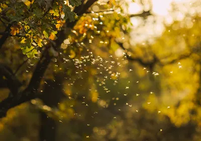 A swarm of insects.