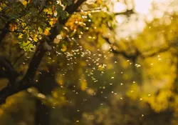 A swarm of insects.