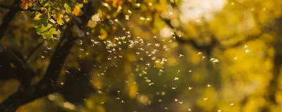 A swarm of insects.