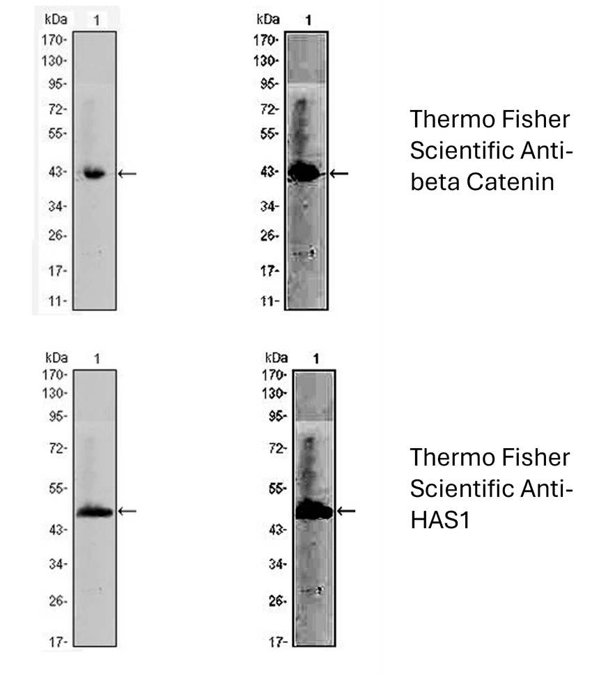 Photograph showing the original western blot image for two antibodies (top and bottom) on the left. Another image of each western blot image that has had the black levels raised to reveal lower intensity pixels is to the right. In this adjusted image, the same background pattern becomes visible on both western blots.