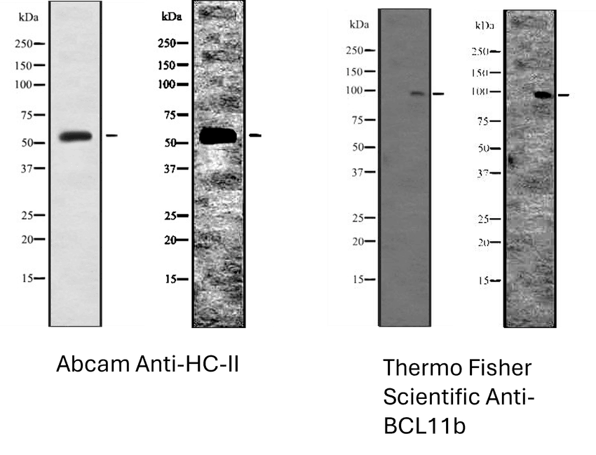 Photographs of western blots from two different antibodies (left and right panels). The original western blot image available online is on the left side of each image and on the right in each panel is the same blot with the black levels raised to reveal lower intensity pixels. In the adjusted images, the same background pattern becomes visible on both western blots despite the band being in different places.