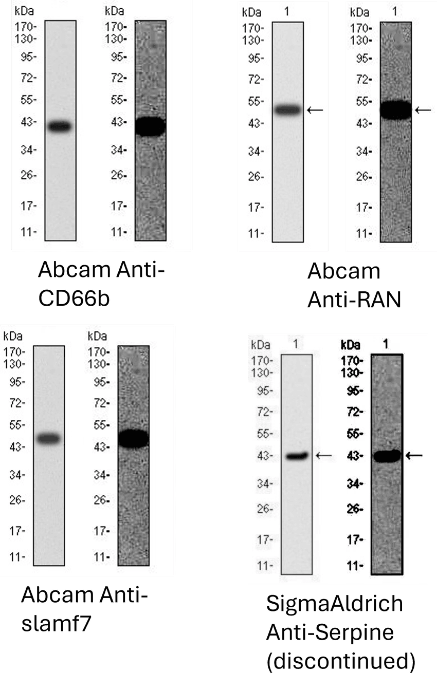 Four panels of western blot photos from four different antibodies. The original image is on the left side of each panel, and the same blot but with the black intensity raised to reveal less intense pixels is on the right.  In the adjusted images, the same background pattern becomes visible on all four western blots despite the band being in different places.