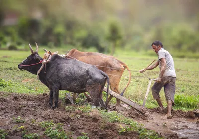 An Indian farmer ploughs his fields with two oxen while barefoot, a risk factor for mycetoma infection.