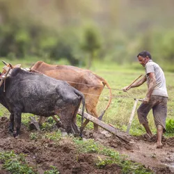 An Indian farmer ploughs his fields with two oxen while barefoot, a risk factor for mycetoma infection.