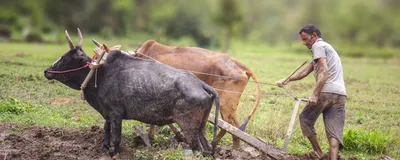An Indian farmer ploughs his fields with two oxen while barefoot, a risk factor for mycetoma infection.