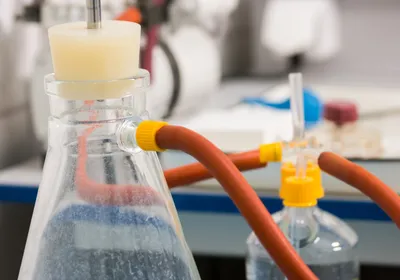 Vacuum filtration flask connected to laboratory tubing.