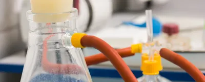 Vacuum filtration flask connected to laboratory tubing.