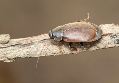 Image of a Diploptera punctata cockroach.